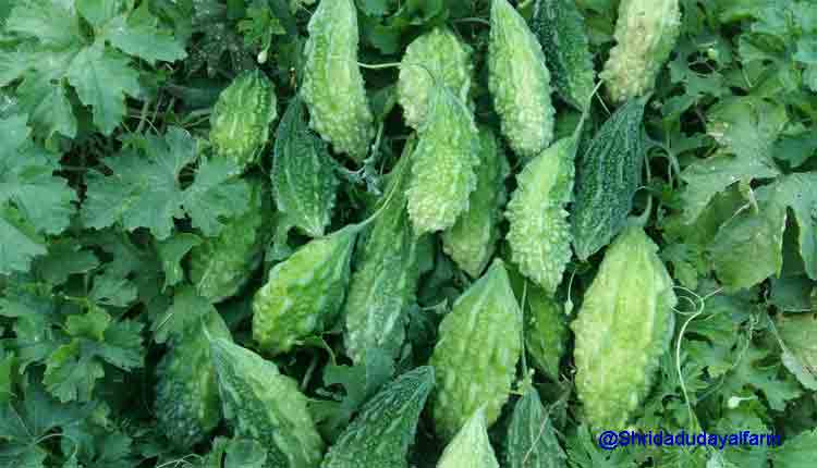 karela supplier in jaipur, fresh vegetable supplier in jaipur