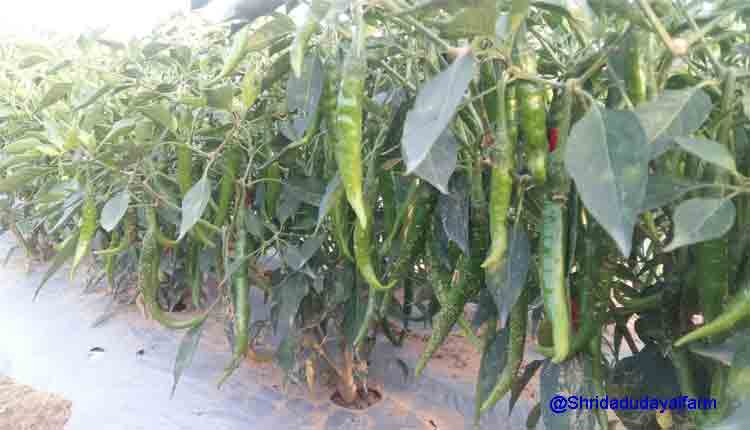 mirchi supplier in jaipur, fresh vegetable supplier in jaipur