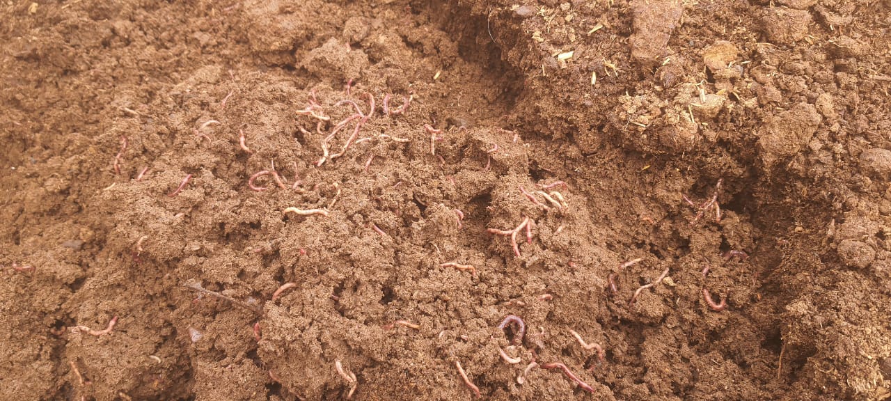 for Sale in Jaipur Shridayal Farm Jaipur