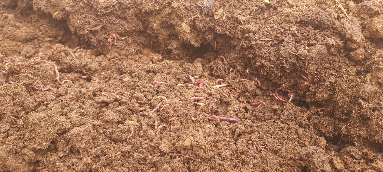 for Sale in Jaipur Shridayal Farm Jaipur