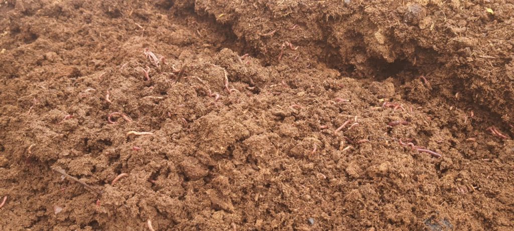 vermicompost price per kg